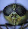 Hybomitra distinguenda